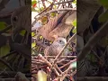 Download Lagu Terungkap‼️cara burung prukutut kawin#trending #subscribe #birds #shorts #like
