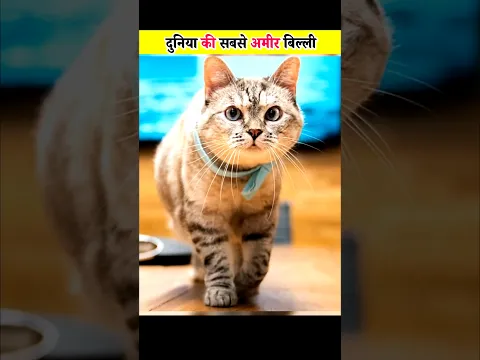 इस बिल्ली ने अपने मालिक को बना दिया करोड़ों का मालिक! 😱 दुनिया की सबसे अमीर बिल्ली #shorts
