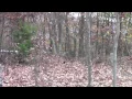 Almost Heaven Kennels Training Dutch Covey Flush
