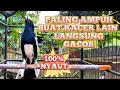 Download Lagu KACER GACOR NGEPLONG BUKA EKOR