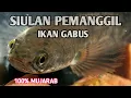 Download Lagu Siulan Pemanggil Ikan Gabus ke Permukaan,100% Mujarab