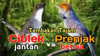 kombinasi suara ciblek vs prenjak masteran tajam
