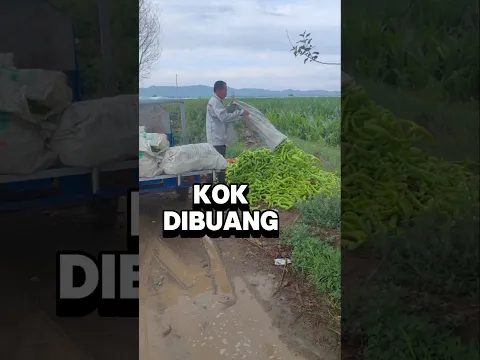 Panen Melimpah, Malah Dibuang