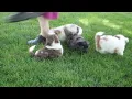 Shorkie-Poo Puppies For Sale