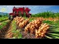 Download Lagu Hoe boeren gember verbouwen en oogsten met moderne technologie