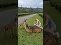 A Kind Girl Rescues Helpless The Llama from the Black Slugs that preyed on it.