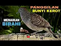 Download Lagu PERKUTUT LOKAL GACOR PANGGILAN BUNYI KEROT MENAIKAN BIRAHI LAWAN 