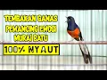 Download Lagu PANCINGAN MURAI BATU 100% AMPUH NAIKIN EMOSI LAWAN AGAR TETAP GACOR DAN BONGKAR ISIAN