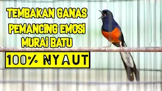 Download PANCINGAN MURAI BATU 100% AMPUH NAIKIN EMOSI LAWAN AGAR TETAP GACOR DAN BONGKAR ISIAN MP3