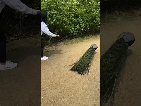 Peacock Surprised Everyone !