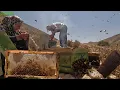 Download Lagu Nomadic Family Journey to the Mountains for Natural Honey Harvest | Nomadic Life in Iran