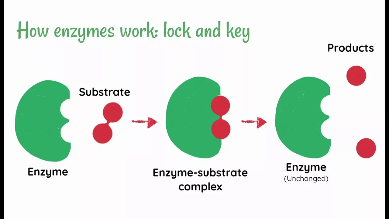 Enzymes