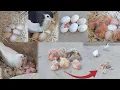 Download Lagu Put 6 eggs under the pigeon |Alhamdulillah 6 babies came out