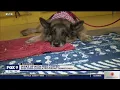 Dogs welcome at Base Camp Coffee in Minnetonka