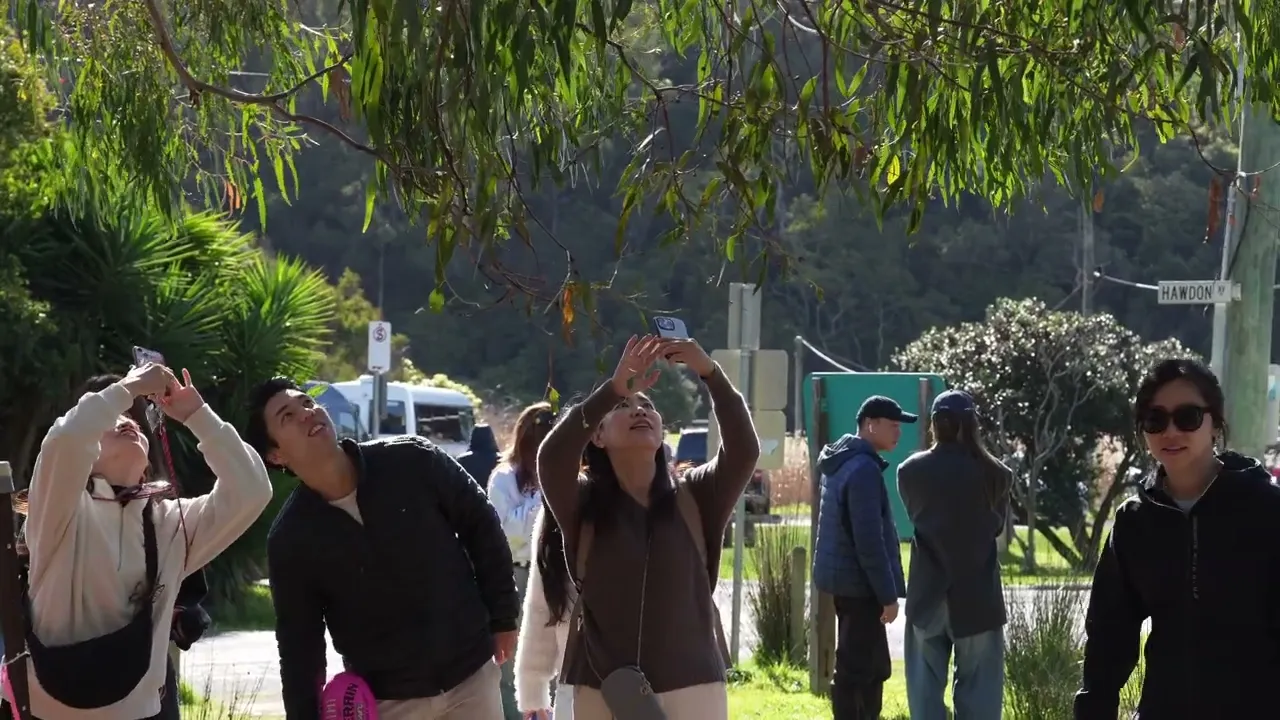 オーストラリア メルボルン発 グレートオーシャンロード＆12使徒　少人数制ツアー＜日本語ガイド付き＞　【MR JOHN TOURS】