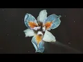 Tor - Lightraker (Official Audio)