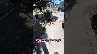 #fyp #dream #doberman #pets #youtube