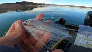 This FLY Catches GIANT STRIPERS, MOST I've Ever CAUGHT, Striped Bass Trolling (Castaic Lake)