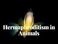 Hermaphroditism in Animals Fascinating Facts and Species