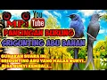 Download Lagu PANCINGAN BURUNG SRIGUNTING ABU BAHAN