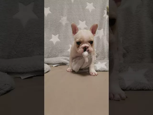 動画