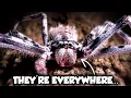 Australia s LARGEST Spiders Have a Terrifying Secret Weird Planet