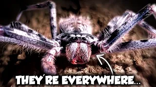 Australia s LARGEST Spiders Have a Terrifying Secret Weird Planet