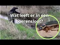 Lagu Met het Schepnet Kijken Wat er in een Sloot leeft