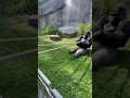 Gorilla vs 3 Russian Bodybuilders Tug of War — You Won’t Believe the Power! 🦍🔥 #shorts