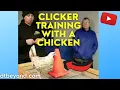 CLICKER TRAINING WITH A CHICKEN