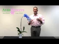 Avas Flowers - Blue Orchid Plant