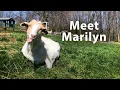 Goat Who Lost a Leg to Frostbite Rescued From Craigslist Ad