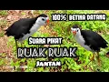 Download Lagu SUARA PIKAT RUAK RUAK JANTAN MEMANGGIL BETINA PALING NGACOR