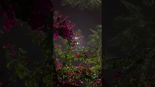 ماله اشباه على مر الزمان عبدالله ال فروان تصميم شيلات 