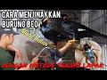 Download Lagu Cara menjinakkan burung BEO MUDA HUTAN