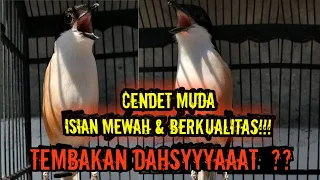 Download KOMPILASI TEMBAKAN MENGERIKAN DIBAWAKAN OLEH SATU CENDET!!!! NGERI HU!!! MP3