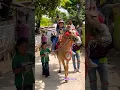 Lucu banget nih bocil naik kuda renggong