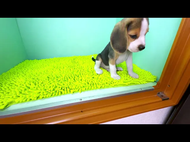 動画
