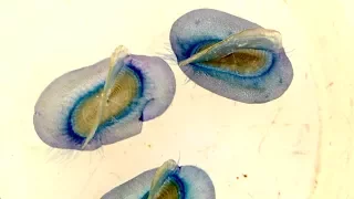 27. Sailorama: Getting Warmer in Mexico