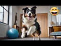 Funny s with Australian Shepherds Compilation
