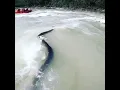Download Lagu Rishikesh river rafting , Snake in River🐍 #rishikeshriverrafting #laxmanjhula #uttrakhand #rishikesh