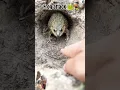 Download Lagu #trending #funny #comedy #youtubeshorts #frog attack the women 😮😾😮#viralvideo