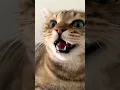 Download Lagu kitten meowing to attract cats