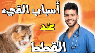 قطتي تتقيأ ولا تأكل ما هى اسباب القئ عند القطط علاج القيء عند القطط Vomiting In Cats 