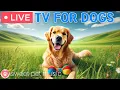 Download Lagu 🔴24 Hours of Dog TV🐶🎵Calming Music for Dog Sleep🐾🩷Soothing Music for Dogs with Stress and Anxiety