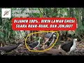 Download Lagu SUARA PIKAT RUAK-RUAK. JONTROT LANGSUNG DIHAJAR. TERBUKTI BIKIN LAWAN EMOSI #pikatruakruak #bedilers
