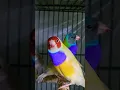 Download Lagu Rare Grey Head  and Yellow Gouldian