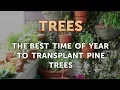The Best Time of Year to Transplant Pine Trees