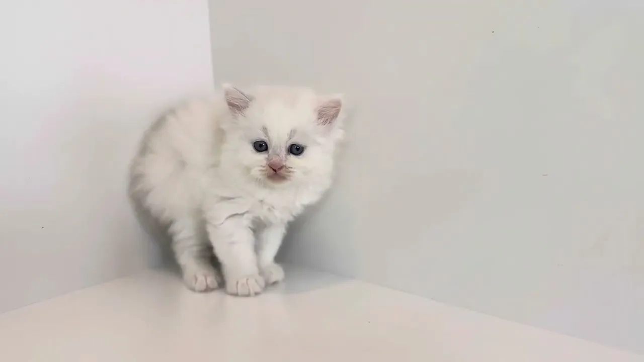 動画