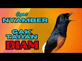 Lagu CEPAT NYAMBER✅✅ gak akan TAHAN diam murai mendengar pancingan ini✅✅